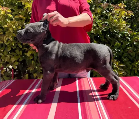 Cane Corso  Bug De La Tour Du Mont D'Or photo 2