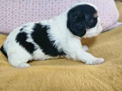 Cavalier King Charles Spaniel  Chiot N°3 Du Murat photo 3