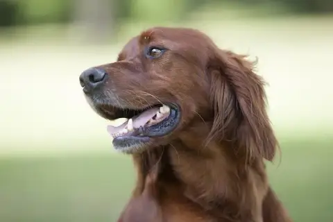 Setter Irlandais Rouge  Chiot N°1 Des Voutes De Saint 7e0ea photo 3