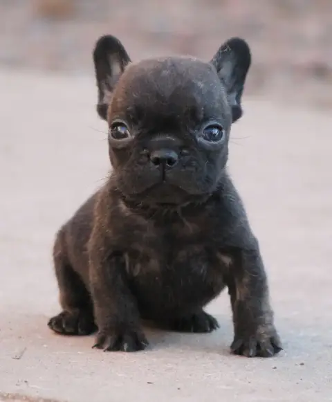 Bouledogue Français photo 2