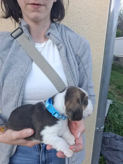 Beagle  Chiot N°1 Des Meneurs D'Ariege photo 2