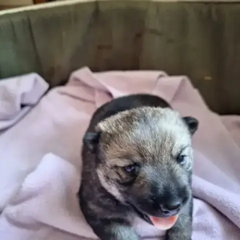 Un Petit