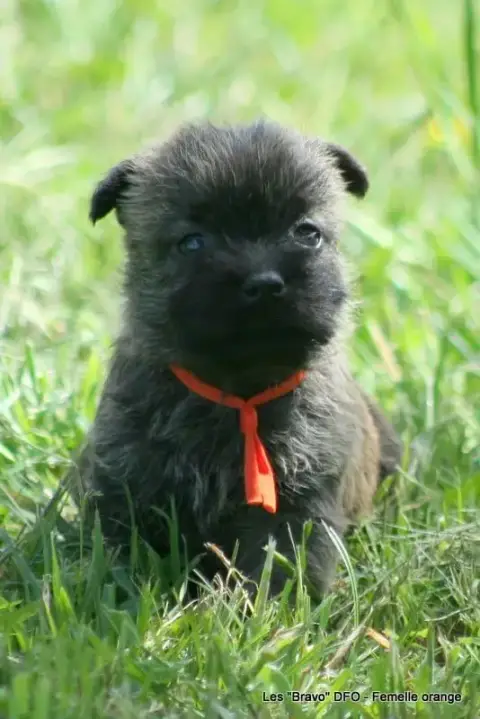 Cairn Terrier photo 2