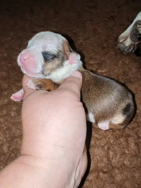 Staffordshire Bull Terrier 
                        C 77dfe