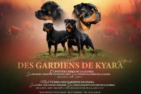 Adopter Rottweiler 
                        Chiot 4 Des Gardi 00550