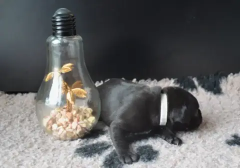Staffordshire Bull Terrier photo 2
