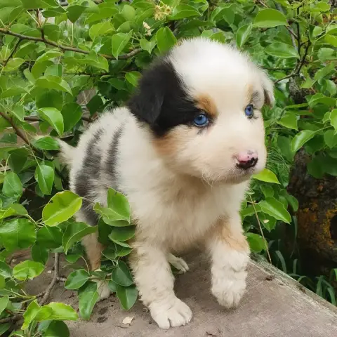 Berger Australien  Chiot N°6 Bleu Merle De La Campagn e519f