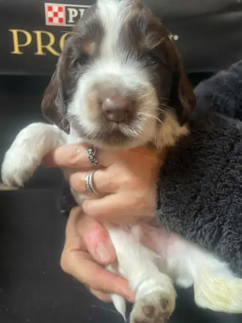 Cocker Spaniel Anglais  Chiot N°3 Des Joyaux Du Petit ec5c4