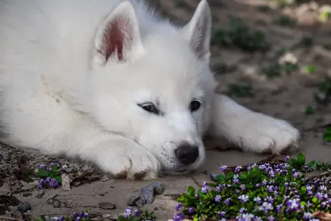 Siberian Husky  Boreas Ymir Siberian Southeast