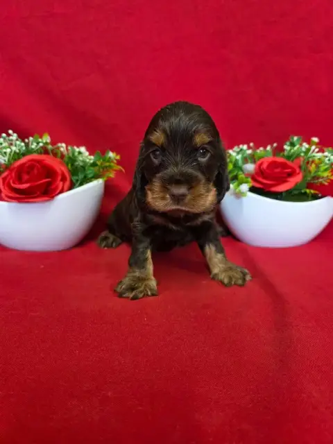 Cocker Spaniel Anglais  B........... Du Domaine De St de715