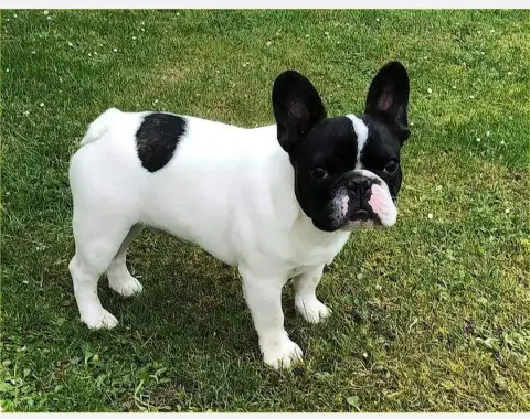 Bouledogue Français  Chiot 3 British Bulls Of Provins cff6e