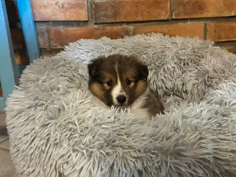Shetland Sheepdog 
                        Bonie Gold c446d photo 2