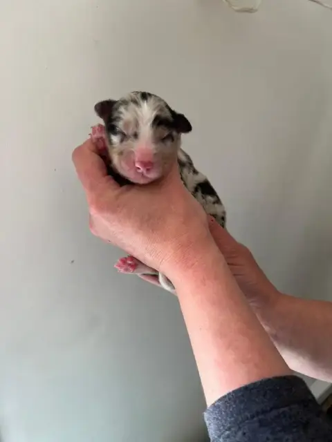 Berger Australien  Chiot 2 Des Ptits Bergers En Terre 12e19
