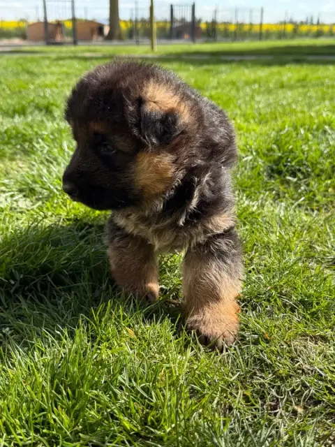 Berger Allemand  Chiot N°2 Du Moulin De Madjurie photo 2