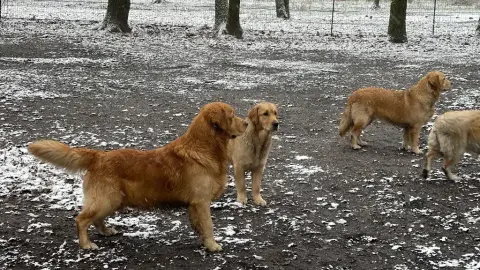 Golden Retriever  Chiot N°11 Du Haut De La Girauderie bff3d photo 3