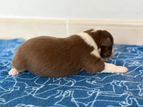 Berger Australien  Chiot 4 Au Royaume Des Jolies Perl b380f