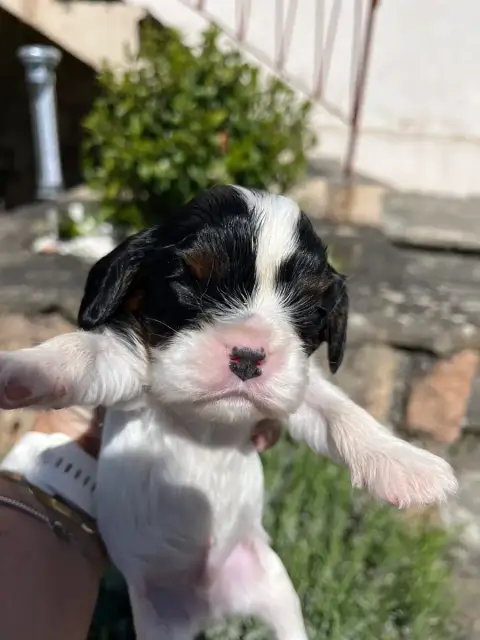 Cavalier King Charles Spaniel  Chiot N°1 La Panière A 8ef3b