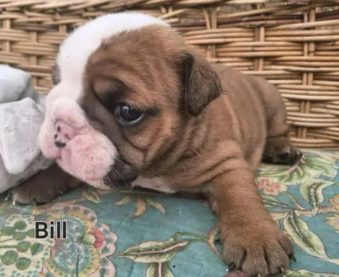 Bulldog Anglais  Bill Of Bulldog For Ever photo 3