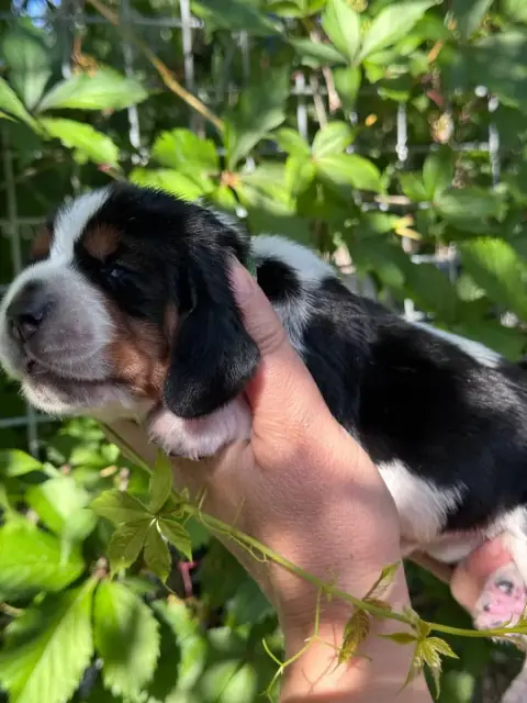 Basset Hound  Blondie Collier Vert Clair Tricolore Du 7d284 photo 3