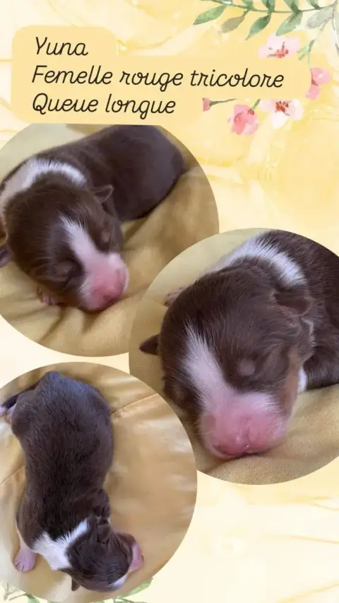 Berger Australien  Yuna Du Domaine Des Belles Aubois f5e5e