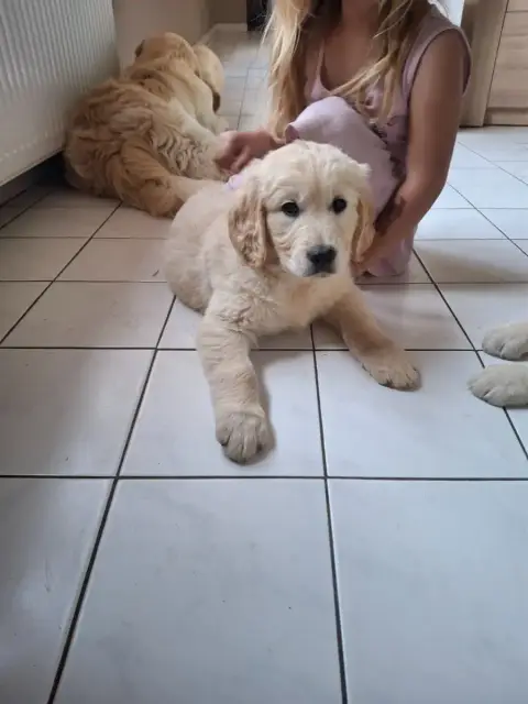 Golden Retriever  Barbie L'Orée De Lexenna