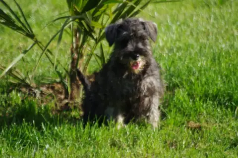 Schnauzer Miniature  Bach A L'Ouest Des Prés De L'Abb 7855e photo 3