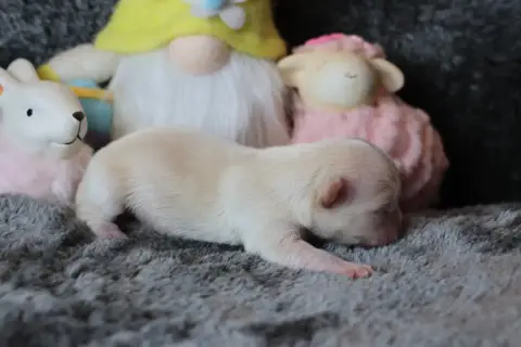 Chihuahua  Bowie Des Gardiens D'Hadès photo 2