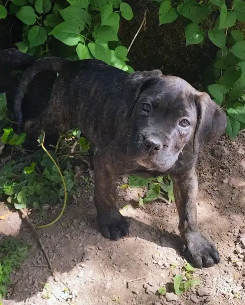 Cane Corso  Collier Noir De La Tribu Amazone photo 2
