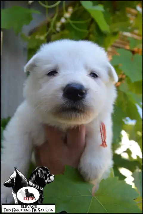 Berger Blanc Suisse photo 2