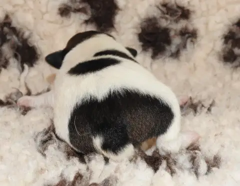 Fox Terrier Poil Lisse  Chiot photo 3