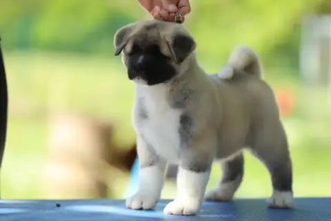 Akita Americain  Chiot N°1 Sendosan