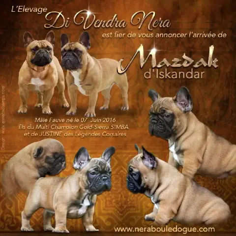 Bouledogue Français  Bilbao De La Cour De Mimali photo 2