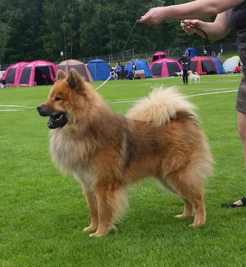 Eurasier  M. Violet Des Délices De Beltaine photo 2