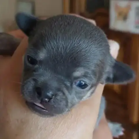 Superbes Chiots Chihuahua Mâles Et Femelles