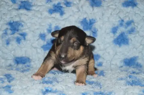 Bull Terrier Miniature  Chiot 2 Du Trésor Des Mines 6d19e