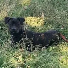 Chien Tanos À L Adoption