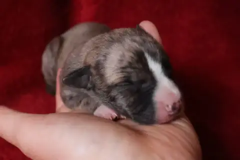 Whippet  Chiot N°2 Dear Sweety photo 2