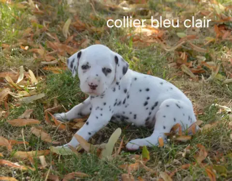 Dalmatien  Collier Bleu Clair Des Hauts Templiers