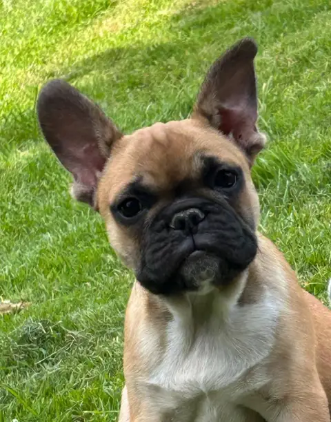 Bouledogue Français  Bowie Du Val De Capsil