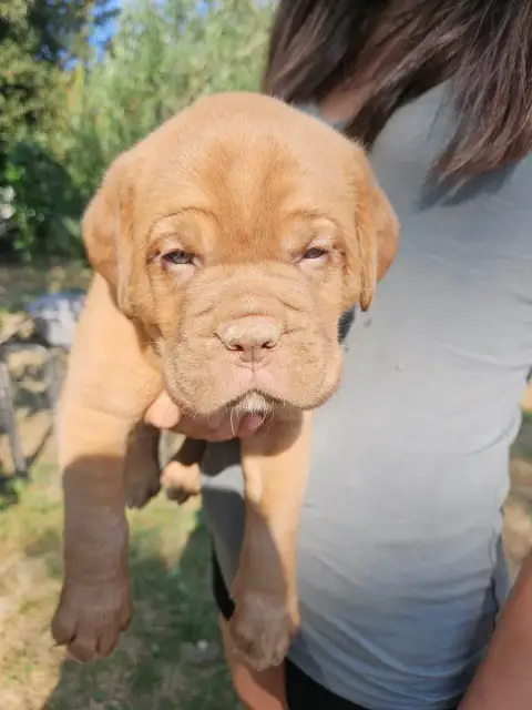 Dogue De Bordeaux 
                        Colier Noi 82443 photo 3