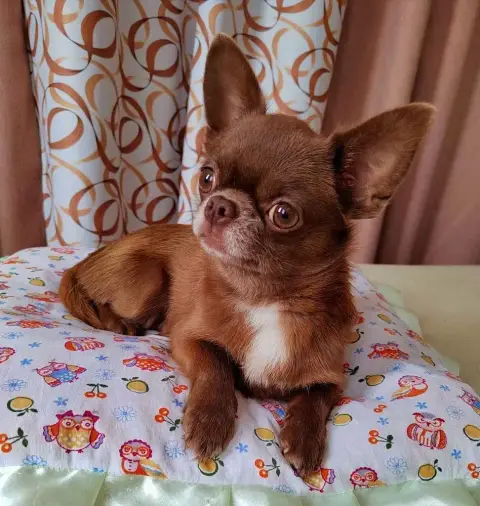 Chihuahua  Chiot N°1 Voxel Ux photo 3