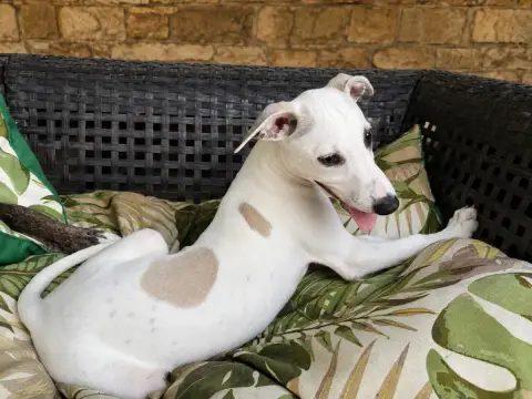 Whippet 
                        Boréal Du Frison Imp 1ec1c photo 2