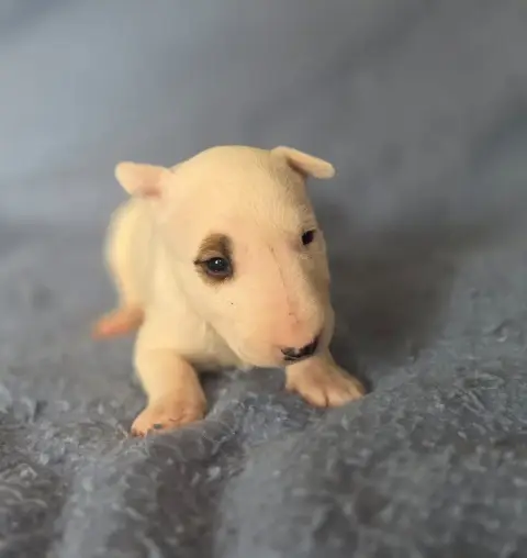 Bull Terrier  Chiot 4 By The Wall
