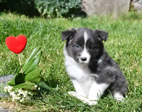 Border Collie  Fille Bleu Of Pacific Spirit photo 2