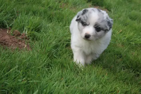 Berger Australien  Chiot N°2 Royal Fluffy
