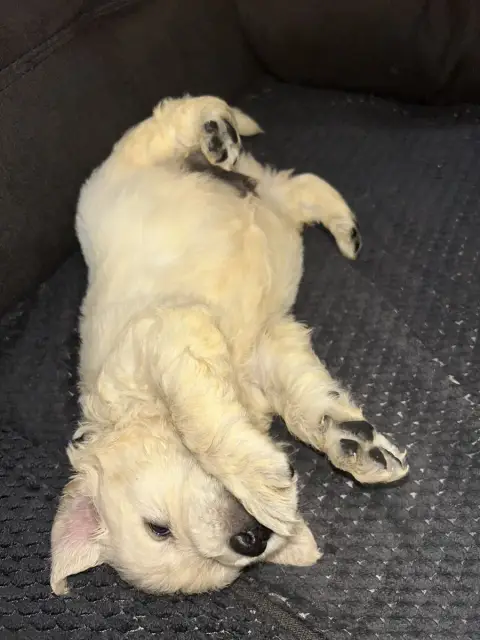 Golden Retriever  Bleu Foncé