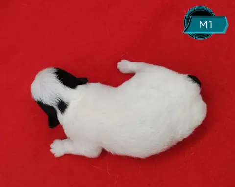 Jack Russell Terrier 
                        B.. Des 81038 photo 3