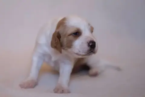 Setter Anglais  Chiot 6 De La Danseuse Des Bois Du Co 0eae1 photo 2