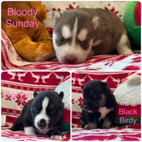 Chiots Huskys Lof À Adopter