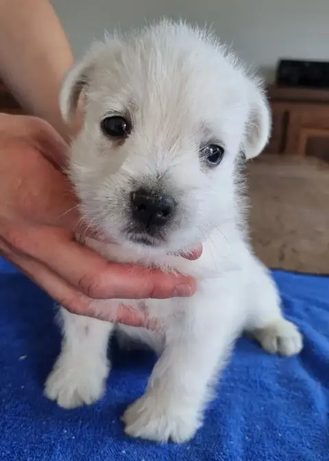 West Highland White Terrier  Chiot N°1 Des Hirondelle df91b photo 3